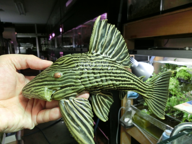 2013年熱帯魚入荷情報!Vol.20 (8/24~8/30)_b0141806_21522433.jpg
