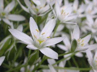 それぞれの、自分の花を咲かせて・・・☆_c0098807_20122386.jpg