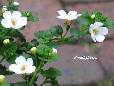 それぞれの、自分の花を咲かせて・・・☆_c0098807_2041070.jpg