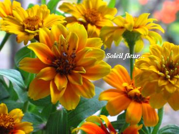それぞれの、自分の花を咲かせて・・・☆_c0098807_20413085.jpg