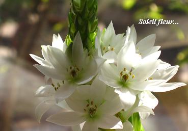 それぞれの、自分の花を咲かせて・・・☆_c0098807_204852.jpg