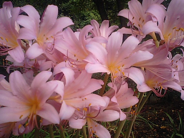 リコリスの花が咲いています 13 8 30 徳ちゃん便り リコリスの花が咲いています 13 8 30 徳ちゃん便り