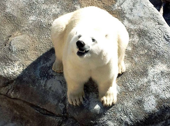 カナダ・ウィニペグのアシニボイン公園動物園で暮らすハドソンの夏　～　払拭した「人工哺育」への特殊感情_a0151913_23404294.jpg