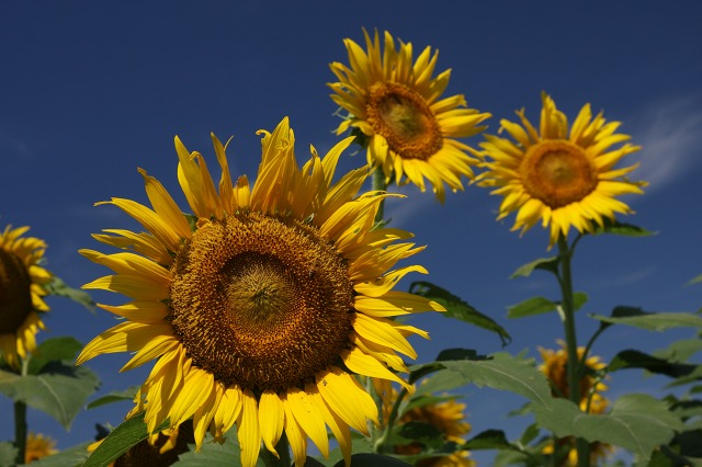 e0117318_14485217.jpg