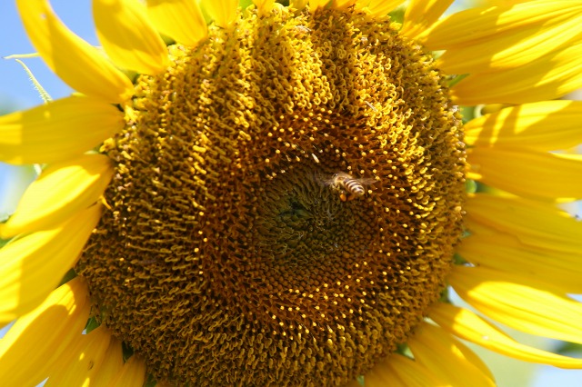e0117318_14545239.jpg