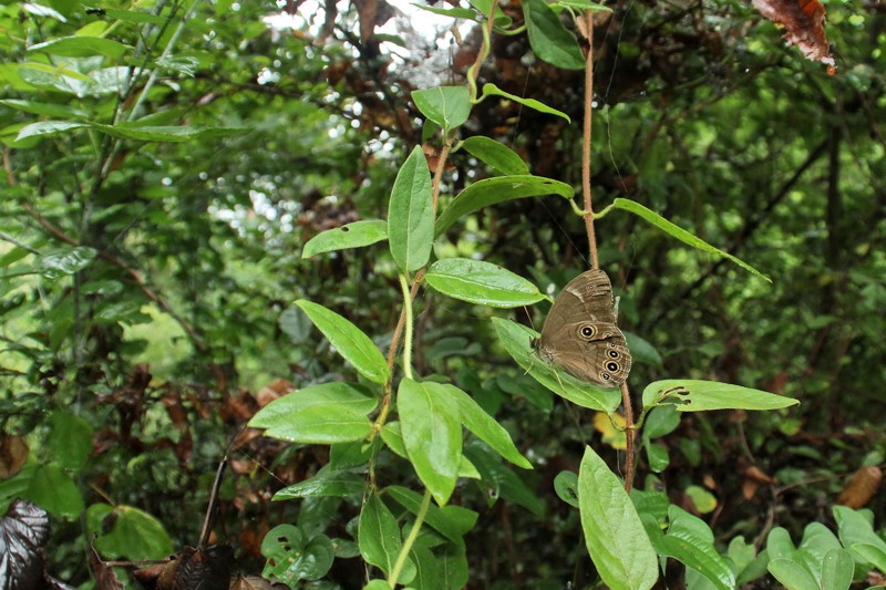 20130825 夏の終わりの里山散歩：雨上りのクロヒカゲモドキ_d0090322_7135955.jpg