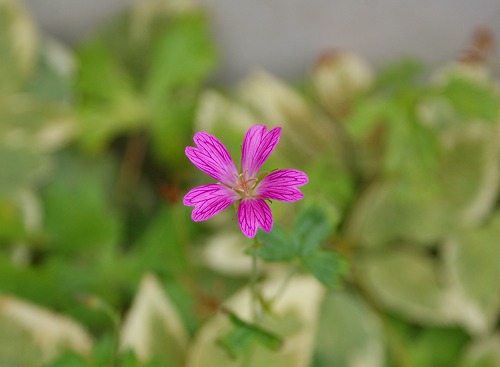 f0170524_11264426.jpg