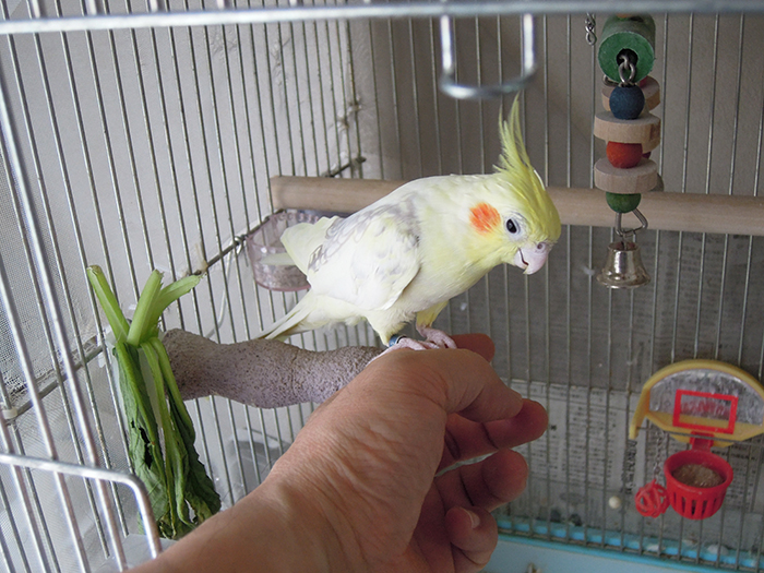 オカメインコのルネの朝ご紹介_b0212226_1605952.jpg