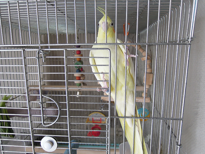 オカメインコのルネの朝ご紹介_b0212226_1621624.jpg