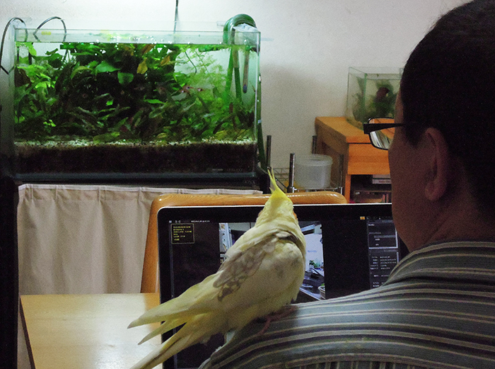 オカメインコのルネの朝ご紹介_b0212226_16312032.jpg