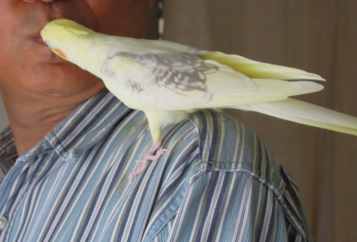 オカメインコのルネの朝ご紹介_b0212226_1643335.jpg