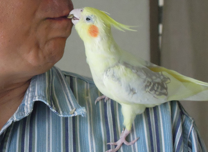 オカメインコのルネの朝ご紹介_b0212226_16729.jpg