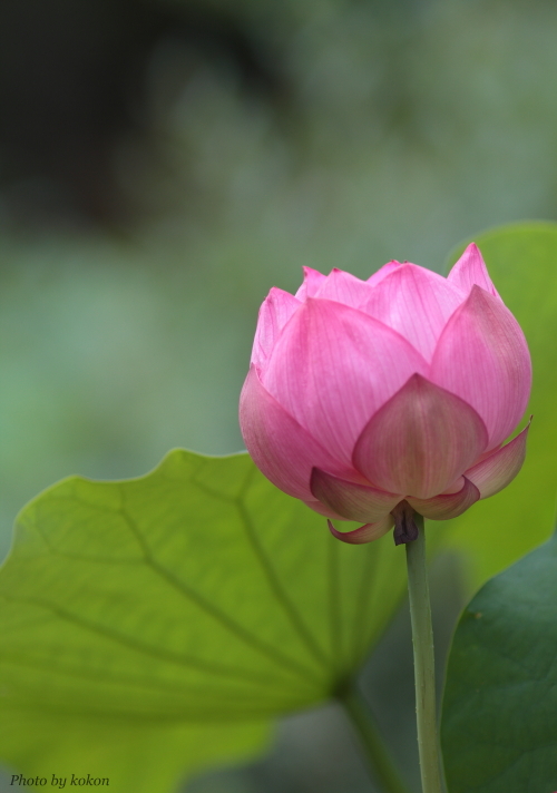 2013\' Lotus Flower. #5_c0200027_20561767.jpg