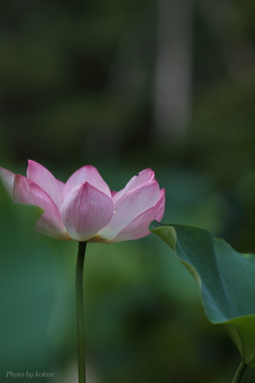 2013\' Lotus Flower. #6_c0200027_21154273.jpg