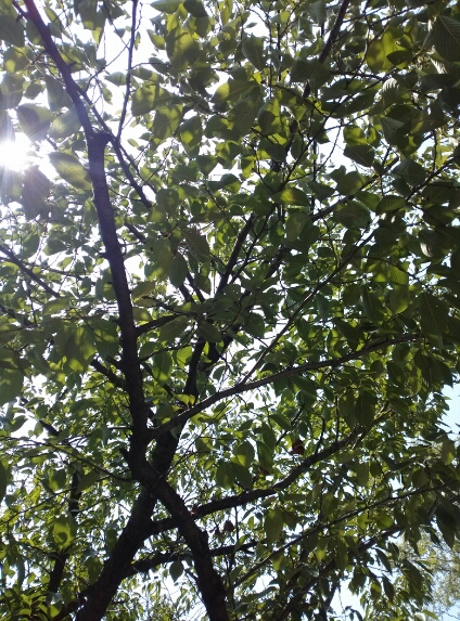 コモレビ_c0113733_014498.jpg