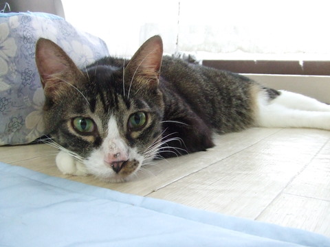a0319840_17371973.jpg