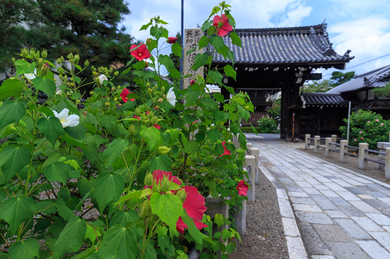 妙蓮寺・芙蓉_f0155048_20303527.jpg