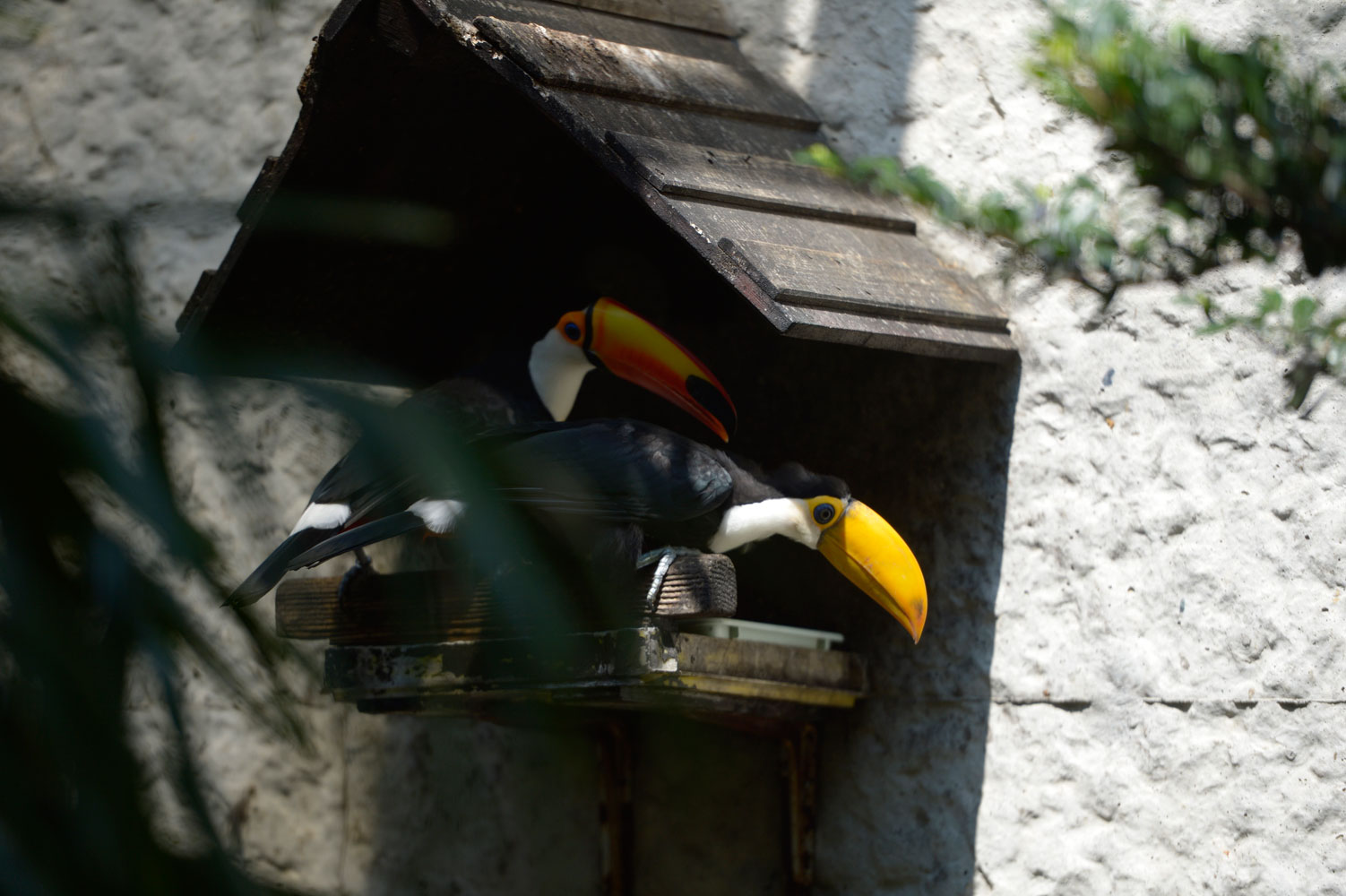 オニオオハシ8 29 動物園へ行こう オニオオハシ8 29 動物園へ行こう