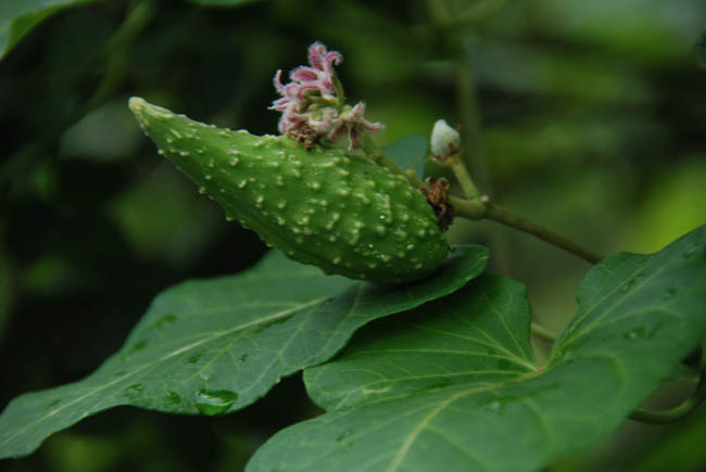 　　　【　雨上がりの前田森林公園　】_c0094572_736431.jpg