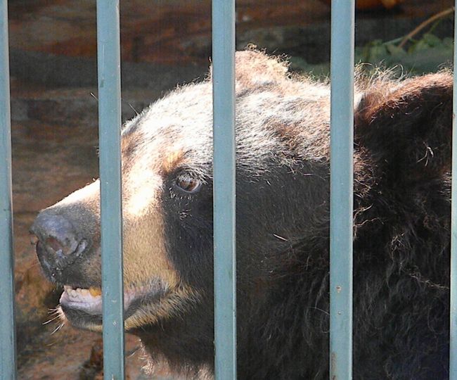 野菊の如きクマなりき_b0014576_2142951.jpg