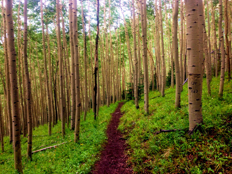 Colorado Summer USA Trip -Telluride Mountain Run- 2013/08/09-10_b0220886_0195182.jpg