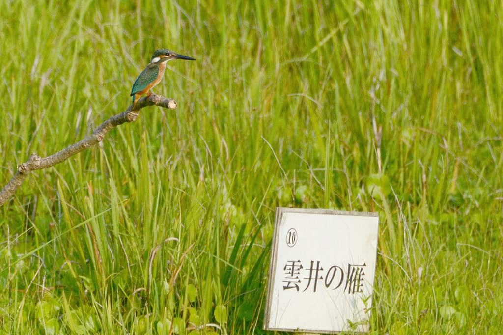 朝のカワセミ&スズメ/??/池を渡る蛇/朝焼け・夕焼け/月面_b0024798_20352527.jpg