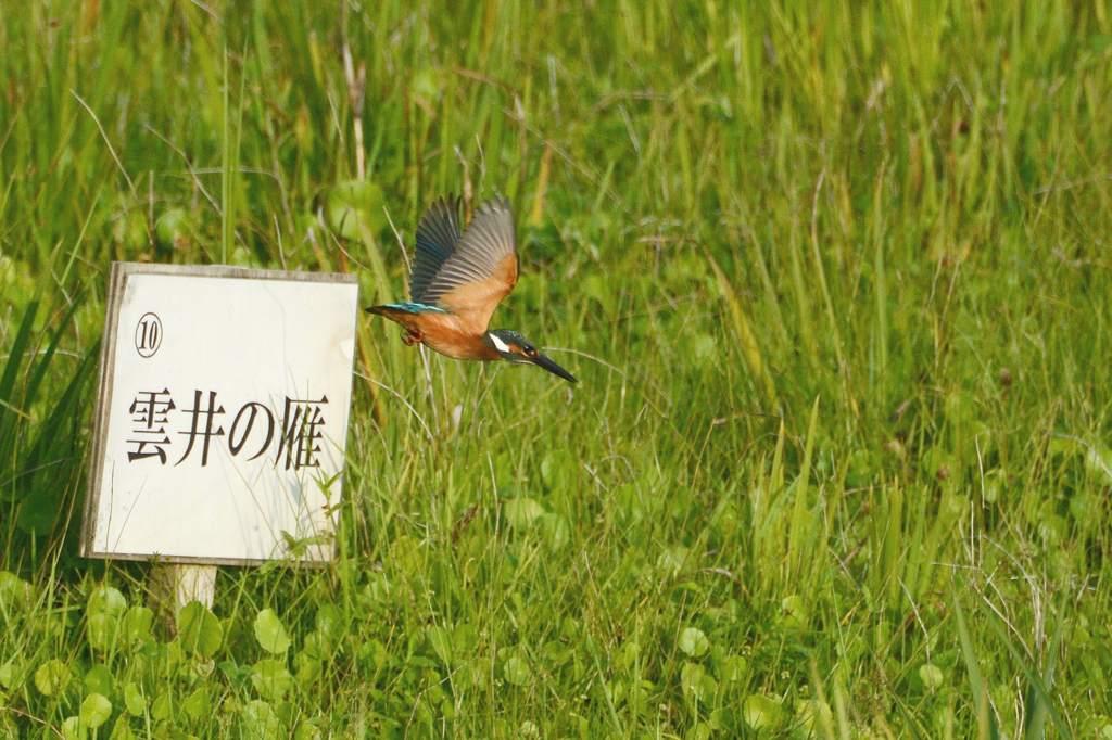 朝のカワセミ&スズメ/??/池を渡る蛇/朝焼け・夕焼け/月面_b0024798_20354197.jpg