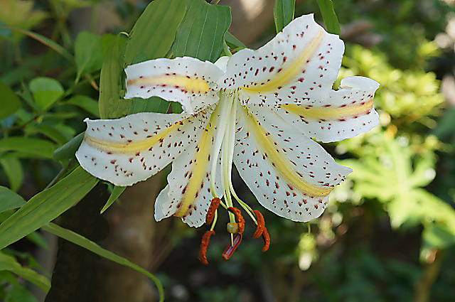 e0039703_037404.jpg