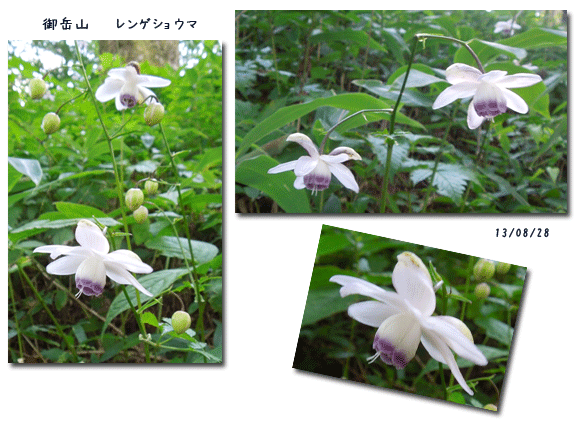 大岳山へ (8月28日)_c0051105_23403898.gif