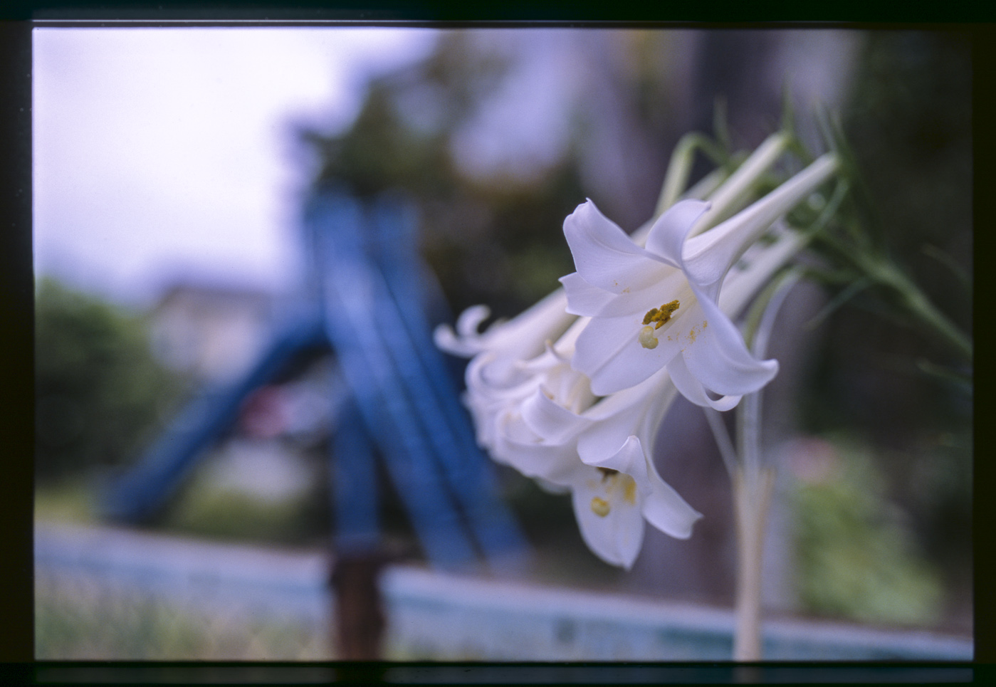 NIKON F5の使用感 : とうとう五十路になりました ~ いなきち NIKON F5の使用感 : とうとう五十路になりました ~ いなきち