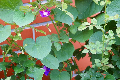 f0170524_1310220.jpg