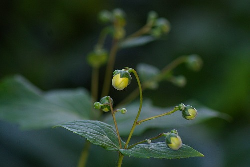 f0170524_1344060.jpg