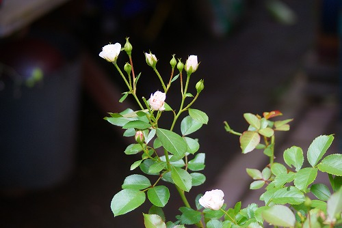 f0170524_1393916.jpg