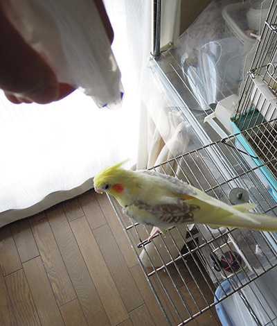 オカメインコのルネの朝ご紹介_b0212226_116121.jpg
