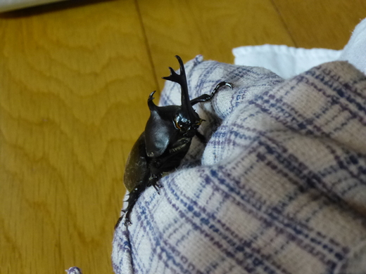 カブトムシ_f0010330_14263942.jpg
