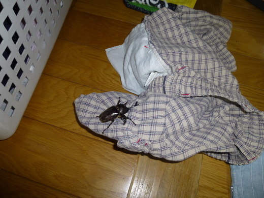 カブトムシ_f0010330_142678.jpg