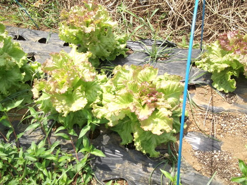 忘れていた野菜...サニーレタス!_b0137932_2226973.jpg
