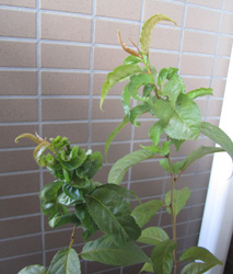 f0038336_861465.jpg