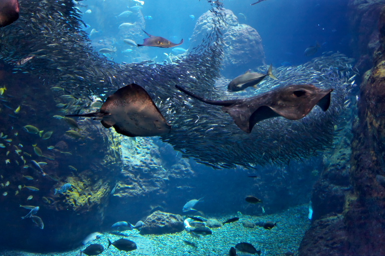 新江ノ島水族館１_d0029744_14202691.jpg