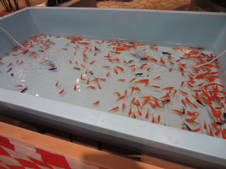 金魚すくいが下手すぎる 梅田ブヒブヒ生活