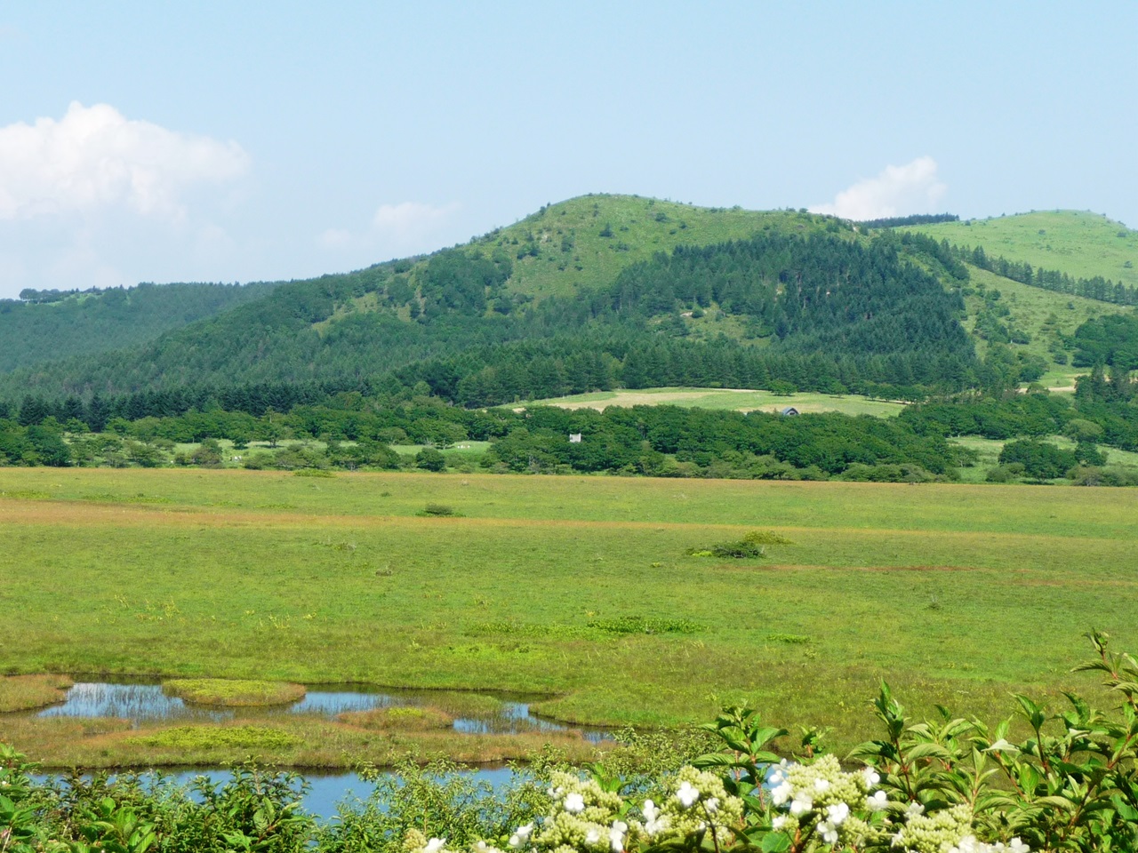 霧ヶ峰高原 八島湿原標高1600m付近 No2 Monasaの草花通信