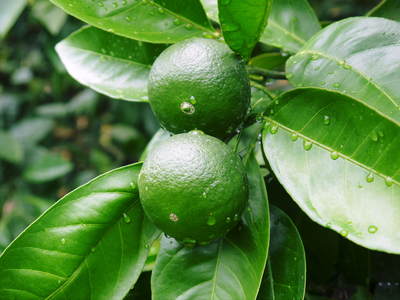 希少　台湾果樹　ピンポン なんじゃこりゃなフルーツみ～つけた～ピンポンの木の実 : 台湾