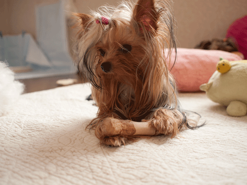 e0248268_11324760.gif