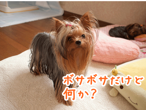 e0248268_113281.gif