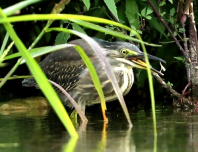 ササゴイ幼鳥の採食_d0262476_71014.jpg