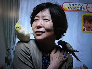 ＮＨＫあさいち、インコ人気きてんの！？_f0067385_1456828.jpg