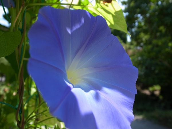 [Flowers] Azumino in the Late Summer and Early Autumn_b0078188_2204574.jpg