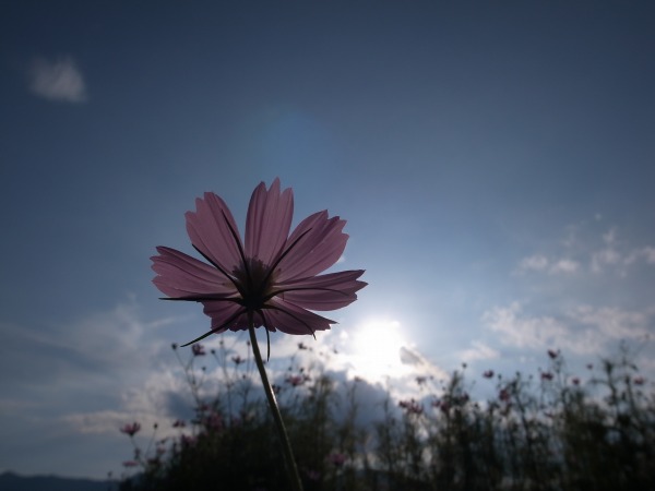 [Flowers] Azumino in the Late Summer and Early Autumn_b0078188_2205612.jpg