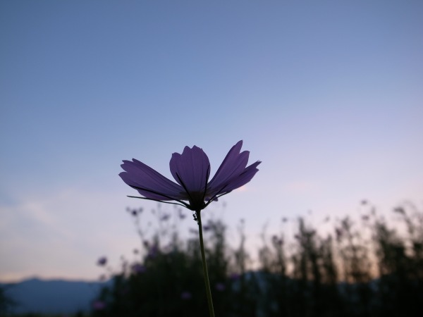 [Flowers] Azumino in the Late Summer and Early Autumn_b0078188_220592.jpg