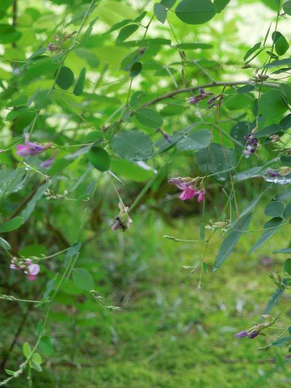 八重の桜_f0297809_2254770.jpg